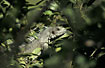 Common Green Iguana