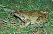 Common Frog, adult.