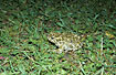 Green Toad hunting at night in the low tatras.