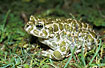 Photo ofGreen Toad (Bufo viridis). Photographer: 