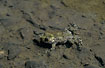 Yellow-bellied Toad in small vaterhole in the low tatras