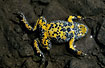 Yellow-bellied Toad in small vaterhole in the low tatras. Belly color.