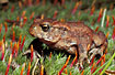 Common Toad on moss.
