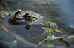 Edible Frog in small lake where the species breeds.