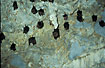 Bats in a cave.