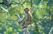 Photo ofPigtail Macaque (Macaca nemestrina). Photographer: 