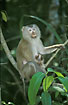 Pigtail Macaque. Female with young.