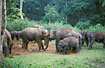 Group of wild Asian Elephant.