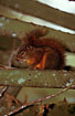 Photo ofSquirrel species (Sciuridae indet.). Photographer: 