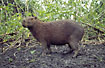 Photo ofCapybara (Hydrochaeris hydrochaeris). Photographer: 