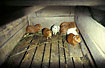 Photo ofGuinea Pig (Cavia sp.). Photographer: 