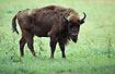 Foto af Europisk Bison (Visent) (Bison bonasus). Fotograf: 