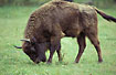 European Bison. Captive.