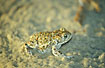 Natterjack Toad in the evening sun.