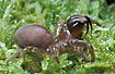Photo ofPurseweb Spider (Atypus affinis). Photographer: 