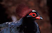 Photo ofCrested Partridge (Rollulus rouloul). Photographer: 