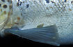 Photo ofCommon Fish Louse (Argulus foliaceus). Photographer: 