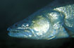 Photo ofZander; Perch-Pike (Stizostedion lucioperca). Photographer: 