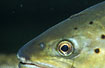 Photo ofFish Leech (Piscicola geometra). Photographer: 
