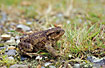 Young Common Toad