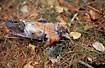 dead Common Crossbill. Dead in the winter.