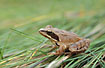 Photo ofAgile Frog (Rana dalmatina). Photographer: 