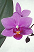 Foto af phalaenopsis orkide (Phalaenopsis sp.). Fotograf: 