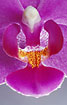 Photo ofphalaenopsis orchid (Phalaenopsis sp.). Photographer: 