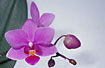 Phalaenopsis hybrid. Cultivated.