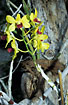 Dendrobium orchid.