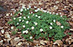 Group of Wood Anemone.