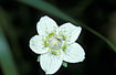 The flower of the plant Grass-of-Parnassus.