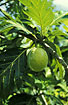 Photo ofBreadfruit (Artocarpus altilis). Photographer: 
