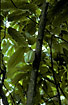 Photo ofCacao-Tree (Theobroma cacao). Photographer: 