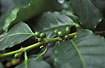 Photo ofCoffee Plant (Coffea arabica). Photographer: 
