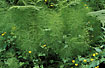 Photo ofWood Horsetail (Equisetum sylvaticum). Photographer: 
