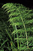 Cloce Up of Wood Horsetail.