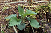 Young Common Nettle.