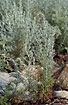 Foto af Strand-Malurt (Seriphidium maritimum (Artemisia maritima)). Fotograf: 