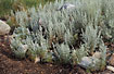 Photo ofSea Wormwood (Seriphidium maritimum (Artemisia maritima)). Photographer: 