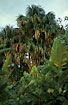 Photo ofMoriche Palm (Mauritia flexuosa). Photographer: 