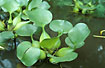 Foto af Vand-hyacint (Eichornia crassipes). Fotograf: 
