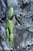 Cactus, Opuntia sp., grows on palm tree.