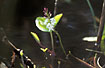 Foto af Bukkeblad (Menyanthes trifoliata). Fotograf: 