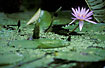 Flowers of Sacred lotus in a pond.