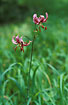 Photo ofMartagon Lily or Turks-cap Lily (Lilium martagon). Photographer: 