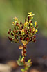 Photo ofSquare-stalked St Johns-wort (Hypericum tetrapterum). Photographer: 