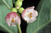 Photo ofSnowberry (Symphoricarpos albus). Photographer: 