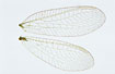 Close-up of the wings of the green lacewing Chrysopa carnea (Studio photo)