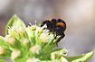 Photo ofGiant Butterbur (Petasites japonicus). Photographer: 